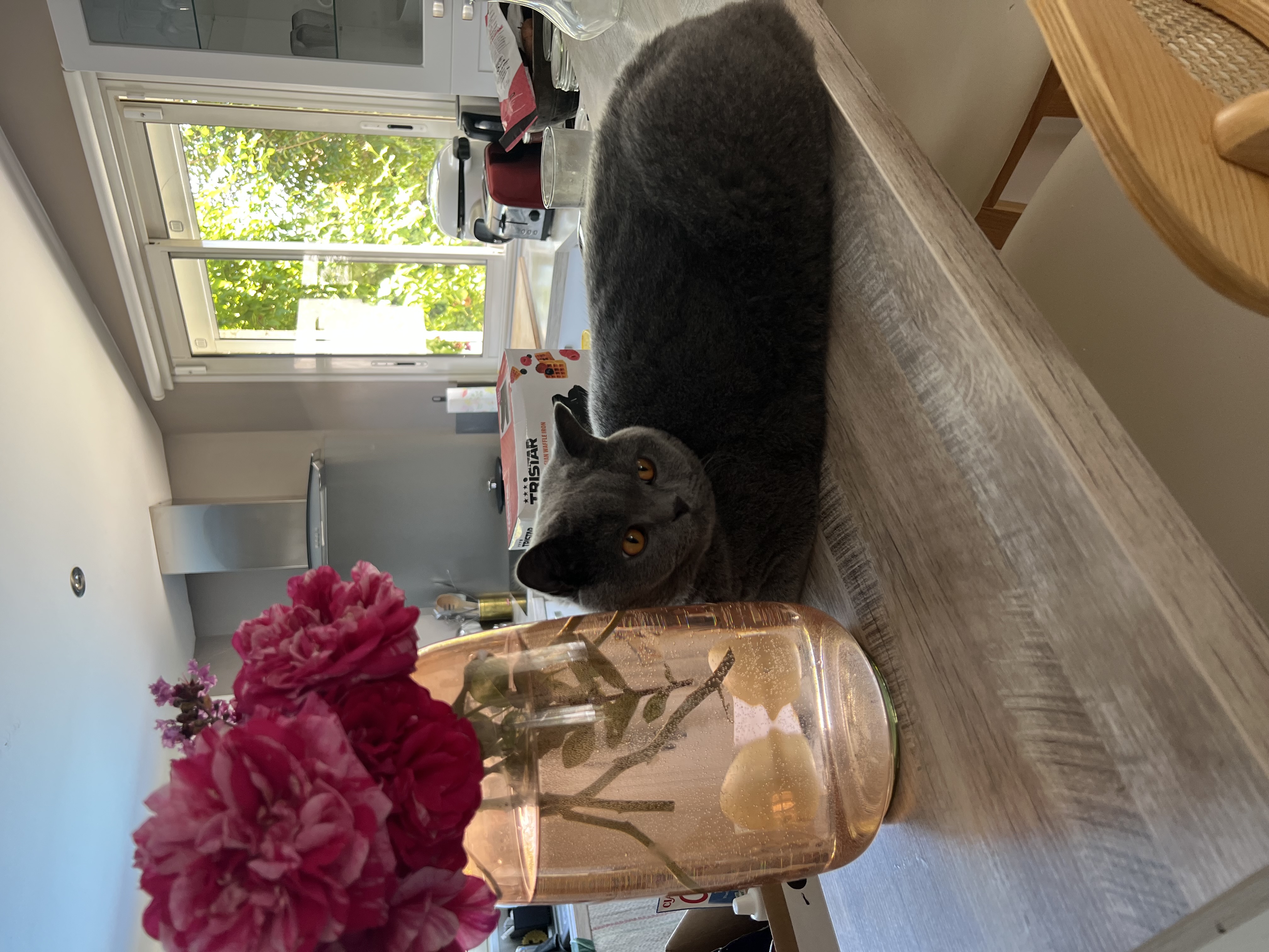 Chat dormant paisiblement